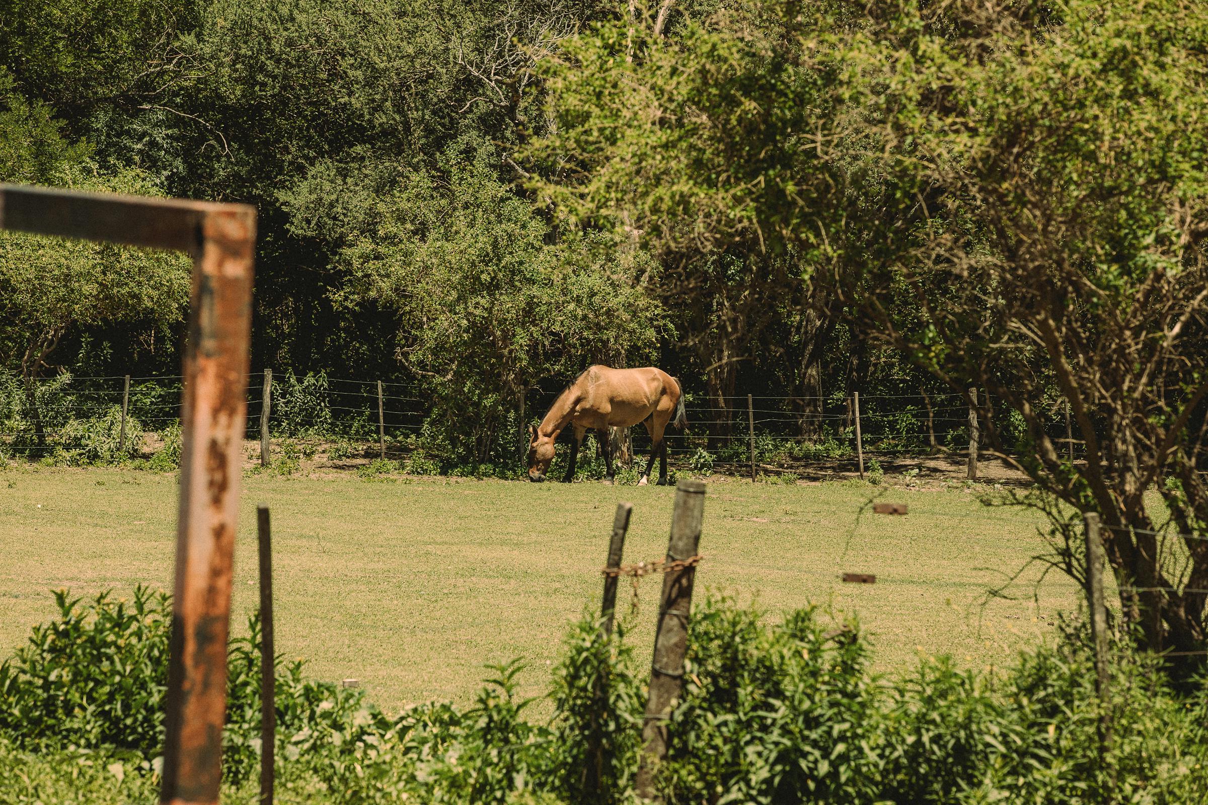 Caballo en el campo